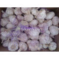 Exportación regular de ajo blanco normal fresco